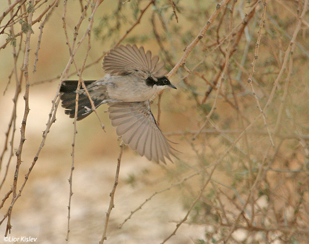 סבכי  שיטים Arabian Warbler Sylvia leucomelaena                              שמורת שיזף,הערבה אפריל 2007